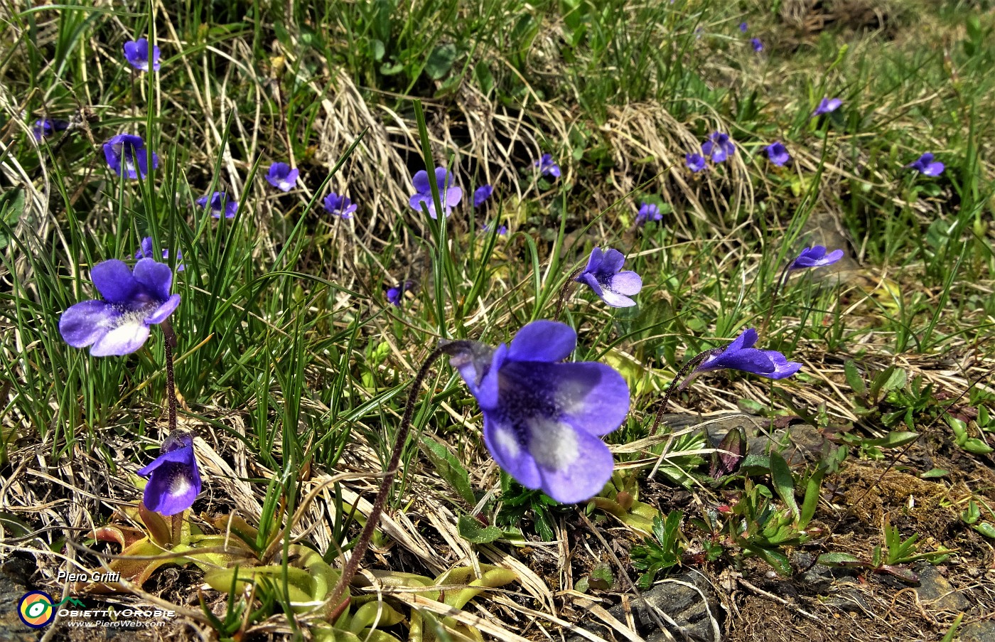 89 Pinguicola alpina (Pinguicula alpina).JPG